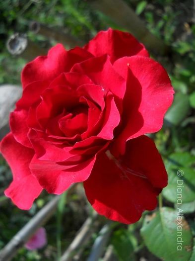 Blase Superior Roses - Prin curte culoare parfumata