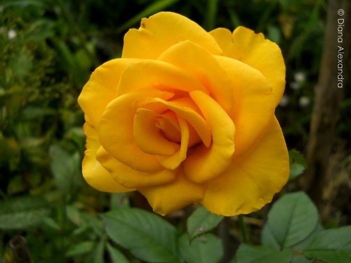 Buccaneer Roses - Prin curte culoare parfumata