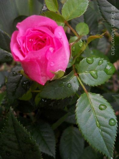 Tiny Pink Roses - Prin curte culoare parfumata