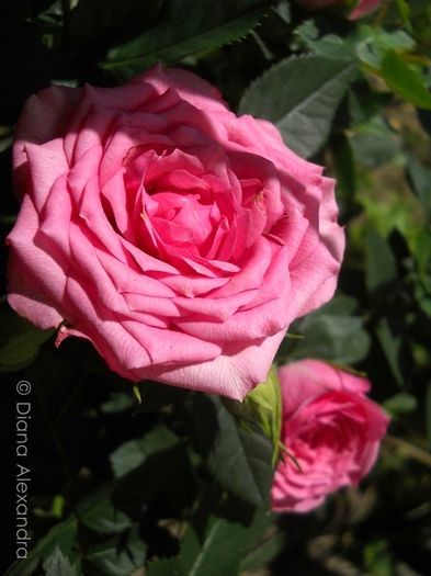 Tiny Pink Roses - Prin curte culoare parfumata