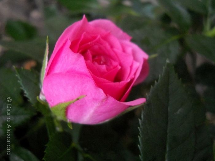Tiny Pink Roses - Prin curte culoare parfumata