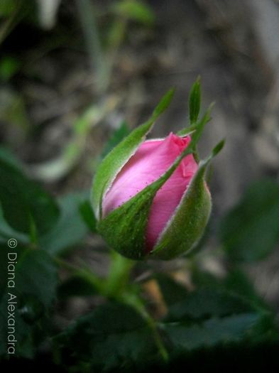 Tiny Pink Roses - Prin curte culoare parfumata