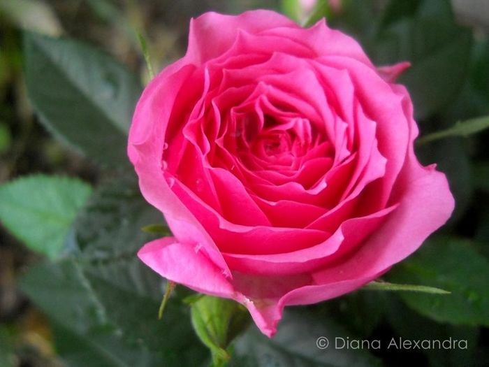 Tiny Pink Roses