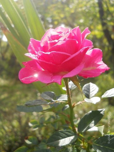 Tiny Pink Roses