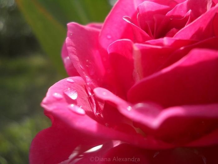 Tiny Pink Roses - Prin curte culoare parfumata