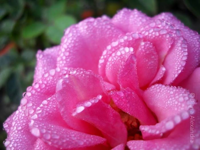 Tiny Pink Roses