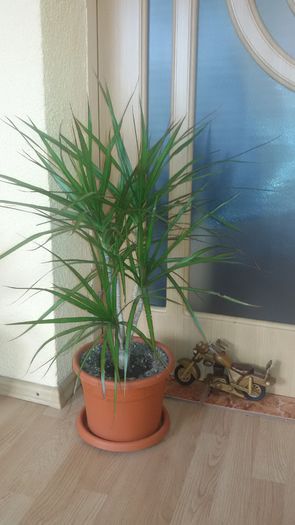 20160125_100214; Dracaena
