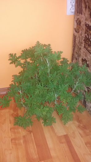 20160125_091526; Muscata parfumata
