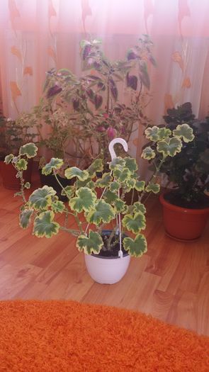 20160125_091359; Muscata cu frunza variegata
