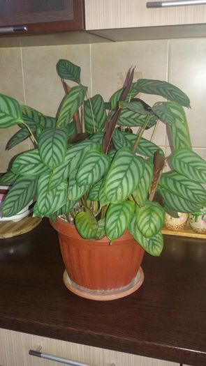 20160125_091027; Calatheea
