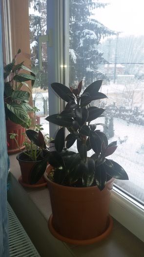 20160125_090606; Ficus Melanie
