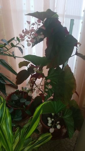 20160125_085620; Plaman
