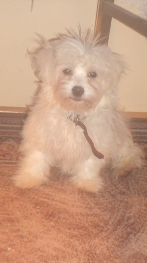 IZUCA achizitie recenta; 24 .01. 2016 ACHIZITIONATA
