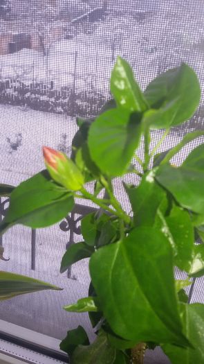 20160125_084921; Hibischus
