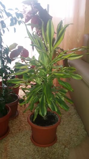 20160125_085441; Dracaena gold
