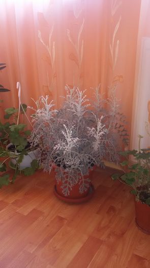 20160125_091547; Cineraria
