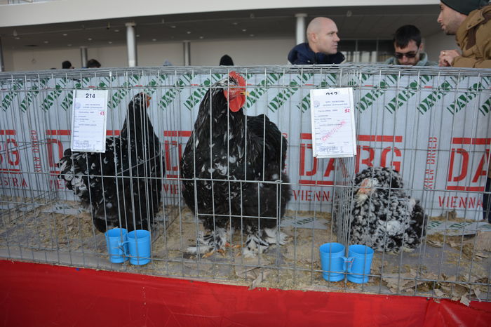 COCHI C 1 - Rezultate la EXPO-PAS Suceava 2016