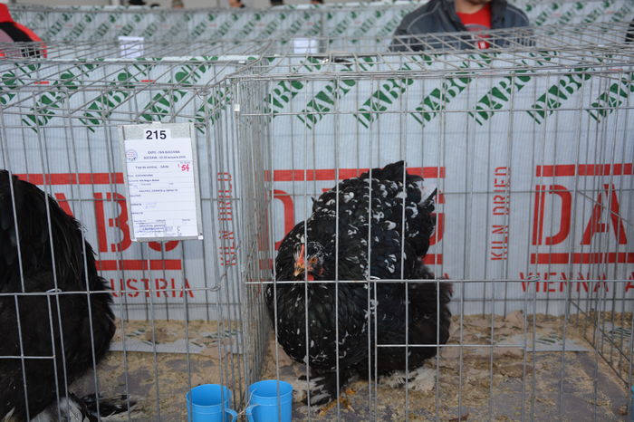 COCHI G 2 - Rezultate la EXPO-PAS Suceava 2016