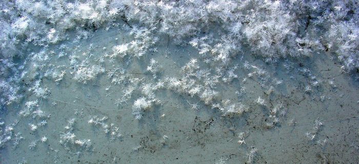 Snowflakes - Flori de gheata