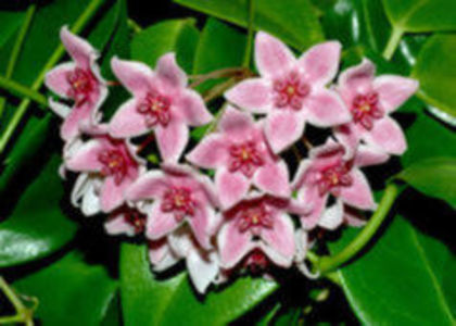 105445244_QGXHYSU3 - Hoya dorinte 2016