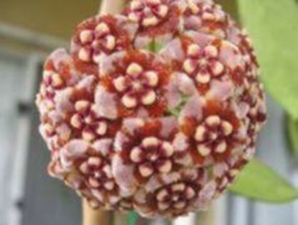 105445194_HFNMGFC3 - Hoya dorinte 2016