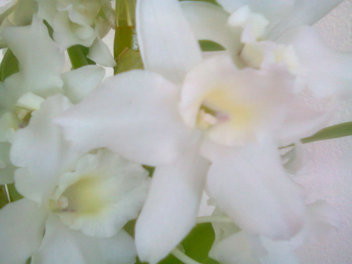 Fotografie1199 - Noul an 2016