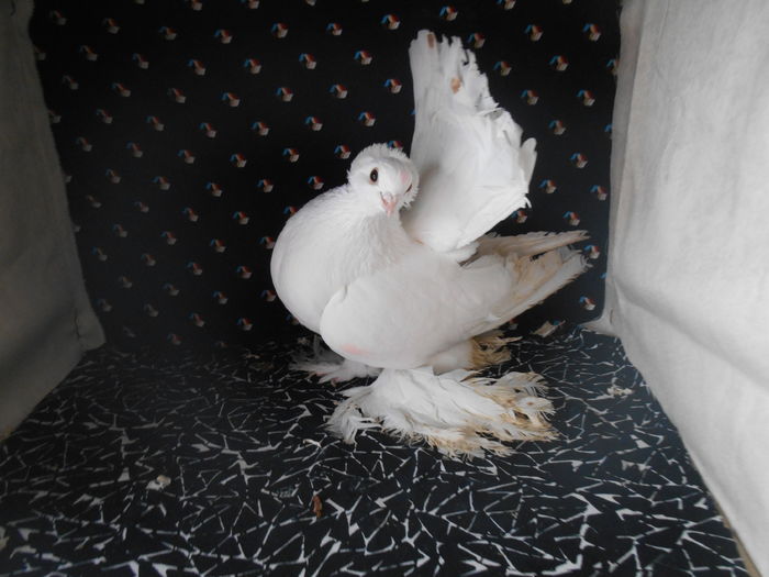 DSCN1678 - jucatori siberieni