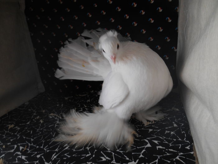 DSCN1680 - jucatori siberieni