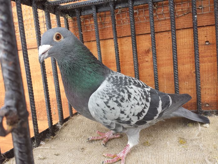 20160125_155451 - E-Amintiri