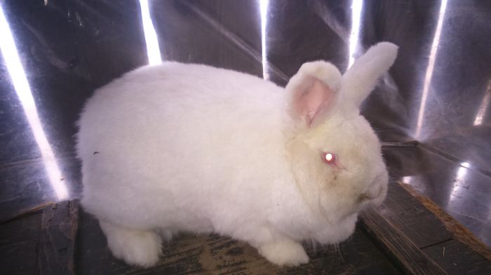 DIN MARTIE 2015; 95 PCT LA NATIONALE
