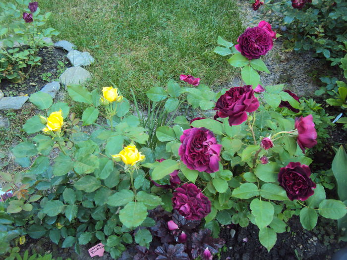 DSC08358 - Munstead Wood