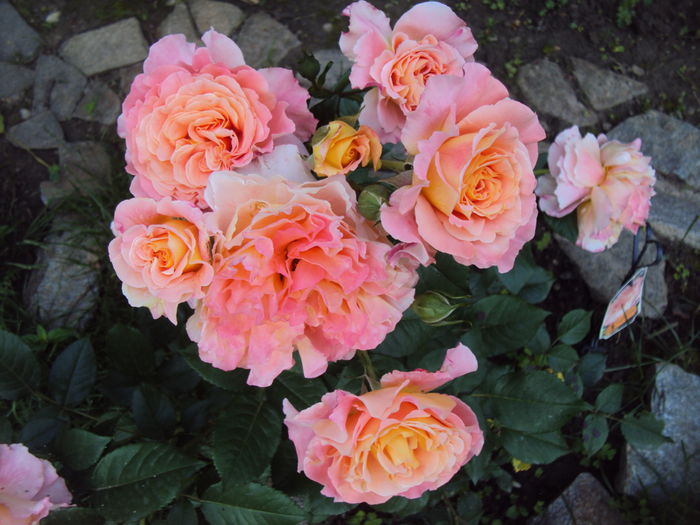 Augusta Luise; 2002 - Baden-Baden medalie de bronz
2004 - Cel mai bun ceai hibrid a crescut și o medalie de argint a expoziției
2006 - Procesele Gold Standard Rose
2008 - Rose Hills International Rose studiile premi
