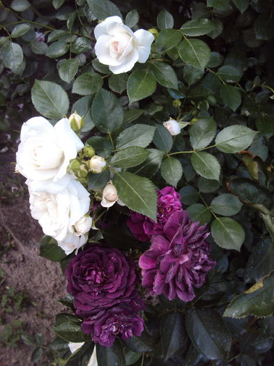 DSC08217 - Aspirin Rose
