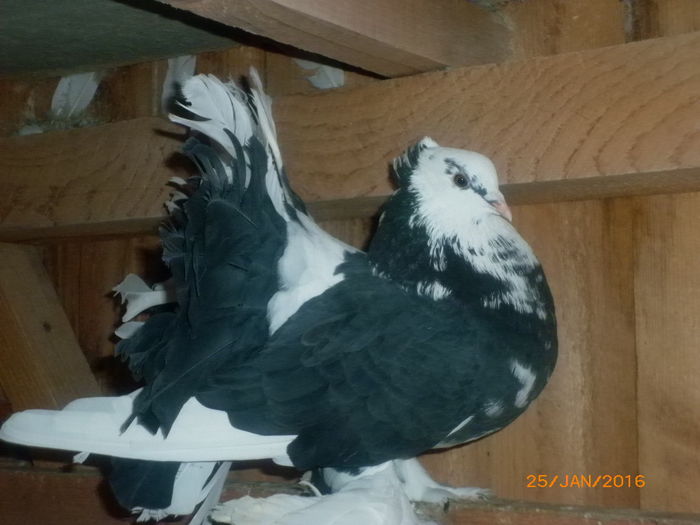 P1020528 - voltati indieni