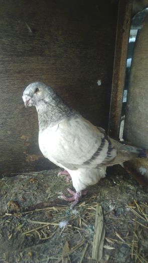 F2010 de vanzare 1oo ron