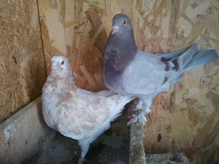 P1_seria 7_pereche; IMG_20160123_143227
