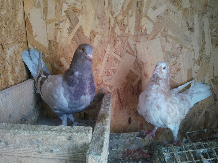 P1_seria 7; IMG_20160123_143050
