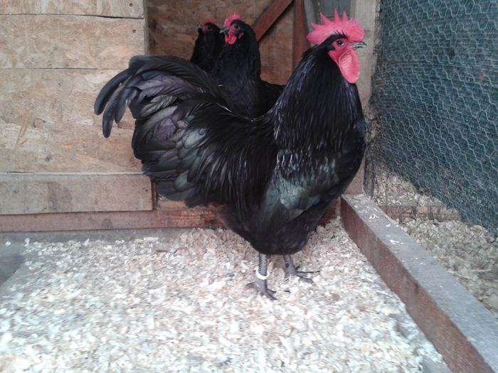 Australorp Negru Matca 2016