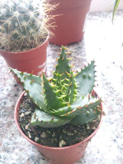 Aloe