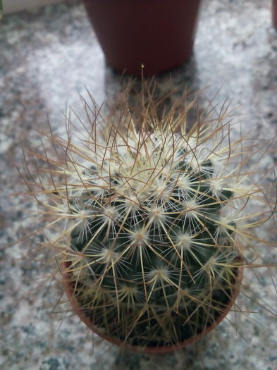 IMG_20160126_121704 - CACTUSI rog identificare