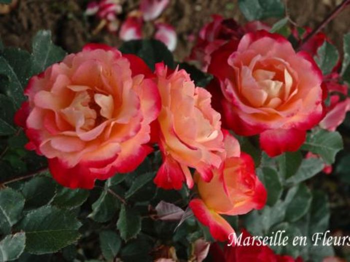 Marseille-en-fleurs - Dorinte trandafiri