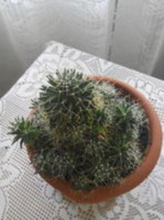 102734649_IRZMVON3 - cactusi 2015