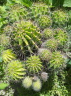105445528_EKVNCFE3 - cactusi 2015
