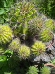 105445525_CFRSHPB3 - cactusi 2015