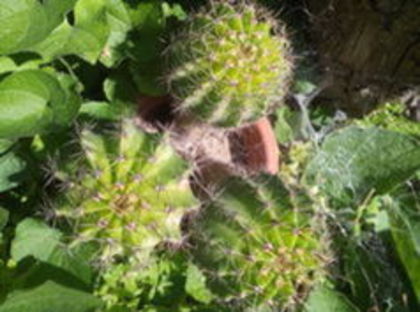 105445522_JPHTZFA - cactusi 2015