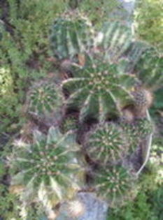 105445519_JQXIAYJ - cactusi 2015