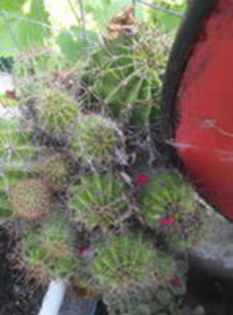 105445501_PMYXGVV - cactusi 2015