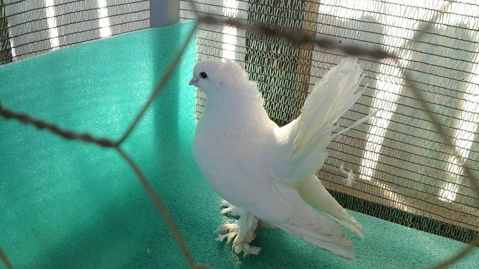 M, 2012 EL TORO, audia4, 300 lei; clema grena picior drept; incaltatura tunsa
