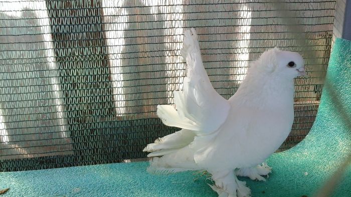 M, 2012 EL TORO, audia4, 300 lei; clema grena picior drept
