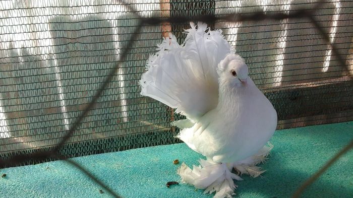 M 5261, 2015, 125 lei